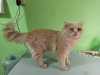 Persian cat